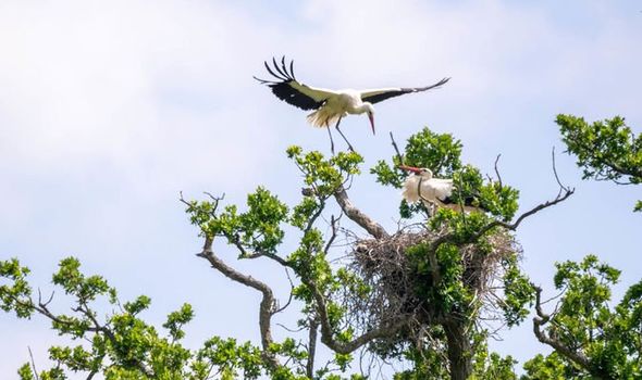 stork
