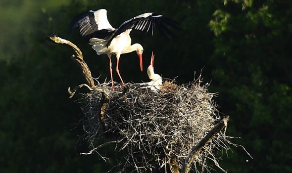 stork