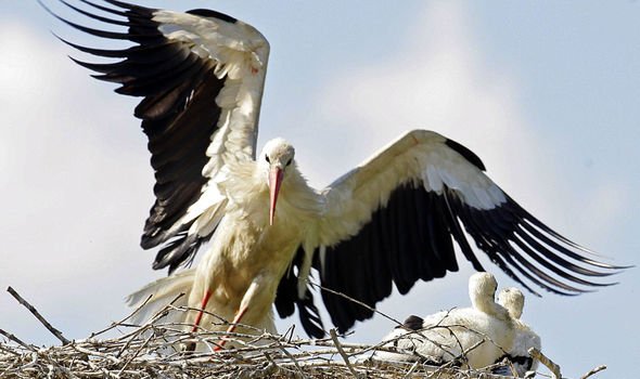 storks
