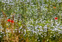 Breaking new ground with eco drive to bring the country’s verges to life