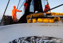Fish exporters prepare now for 1 Janaury