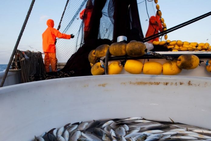 Fish exporters prepare now for 1 Janaury