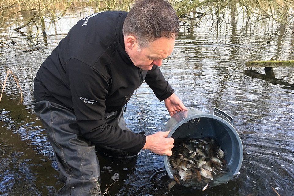 The images shows the EA's Paul Frear releasing fish into Willowgarth Pond using a bucket. 