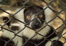 Ban on keeping primates as pets moves step closer