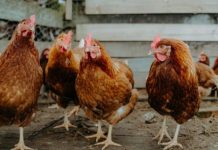 Bird flu alert: Chickens on Scottish island confirmed to be infected ‘It’s here’ | UK | News (Reports)