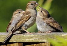Birds face apocalypse as breeding numbers plunge by 38 million in past 50 years | UK | News (Reports)