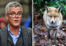 Brexit hater Jolyon Maugham beat fox to death with baseball bat one year ago today | UK | News (Reports)