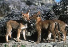 COVID-19 SUCCESS: Wild animals flourish as 48 endangered wolf pups born | UK | News (Reports)