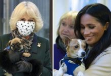 Camilla, Duchess of Cornwall shows off her love for dogs – just like Meghan Markle | Royal | News (Reports)
