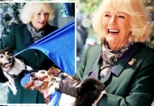 Camilla Parker Bowles adopted Jack Russell steals show as she takes control on royal visit | Royal | News (Reports)