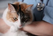 Cat microchipping consultation launched – GOV.UK