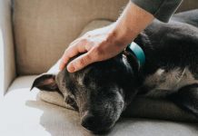 Dog owners urgently warned festive foods could put pets in danger this Christmas | UK | News (Reports)
