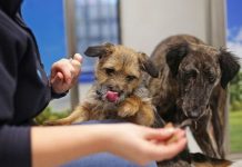 Dog rescuers slam Eurotunnel for limiting number of dogs brought to Britain for safety | UK | News (Reports)