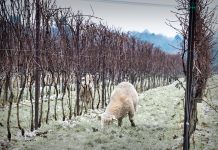 English sparkling wine leading global innovation