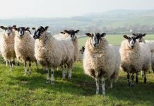 Government consults on ending live animal exports for slaughter