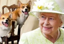 How many corgis does the Queen have? | Royal | News (Reports)