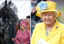 How many horses does the Queen own? | Royal | News (Reports)