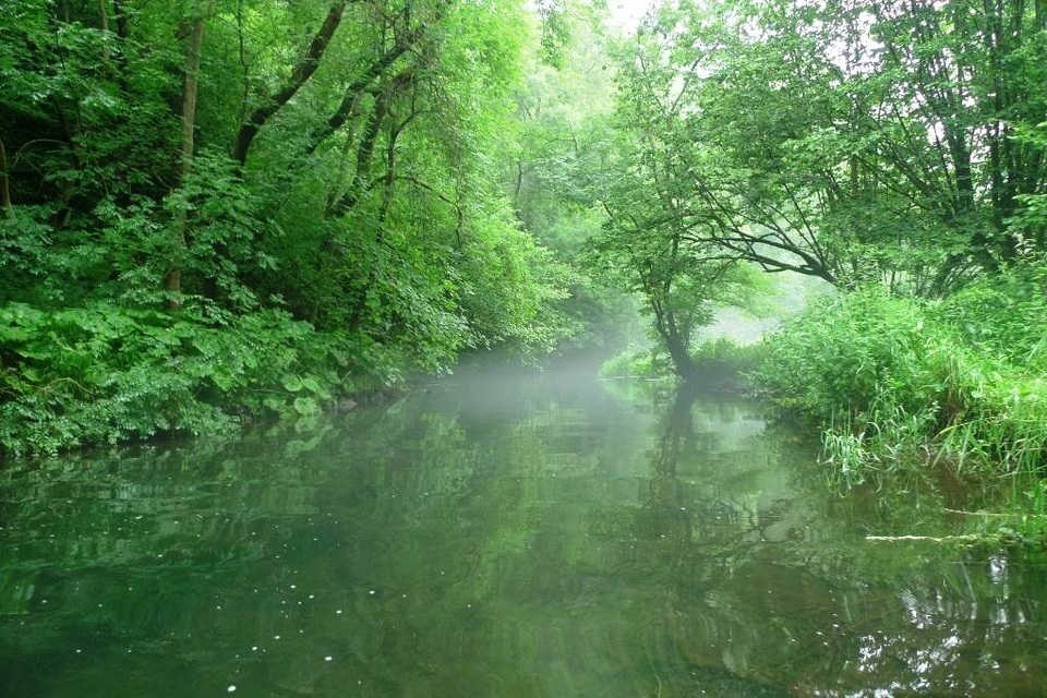 Green tree foliage overhanging a misty river