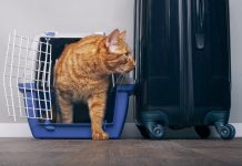 New rules for pet travel from 1 January 2021