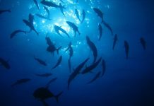 Provisional fishing quota to be announced following UK-EU agreement