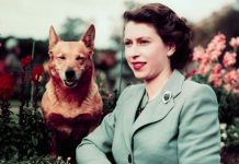 Queen Elizabeth II corgis: How many dogs does the Queen own? | Royal | News (Reports)