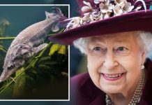 Queen Elizabeth II-protected ‘royal fish’ could be returned to British waters | Royal | News (Reports)