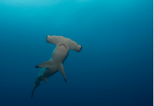 Shark fins: Call for evidence on protecting endangered shark species launches