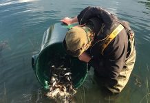 Somerset rivers stocked with fish in run-up to Christmas
