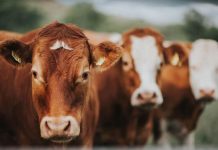 UK ditches EU rules to improve animal welfare after Brussels blocked change | UK | News (Reports)