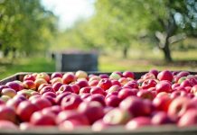 Up to 30,000 workers to help reap 2021 harvest