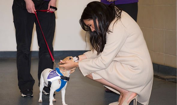 meghan markle dog