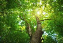 Sustainability agreements: CMA issues information for businesses