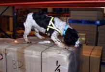 Animal medicine seizure notice: Parcel addressed to Banbridge, County Down