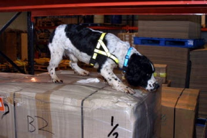 Animal medicine seizure notice: Parcel addressed to Castlederg, County Tyrone