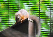 Baby red squirrels born on Ballykinler Training Area