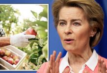 Brexit horror as hundreds of UK orchards ‘slaughtered’ by Brussels for EU apples’ push | UK | News (Reports)