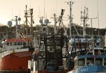 Brexit news: Boris Johnson told to act as fishing chief warns fleets ‘worse off’ | UK | News (Reports)