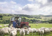 British farmers to see post-Brexit boost as shoppers intend to buy more home-grown produce | UK | News (Reports)