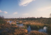 England’s ‘national rainforests’ to be protected by new rules
