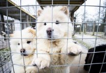 Government to use post-Brexit freedoms to crackdown on pup smugglers | UK | News (Reports)