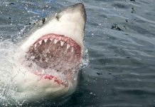 Great white sharks ‘more than likely’ in British waters after ‘sightings’ off UK coast | UK | News (Reports)