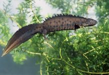 Innovative scheme to protect newts and promote sustainable development is rolled out across Lancashire