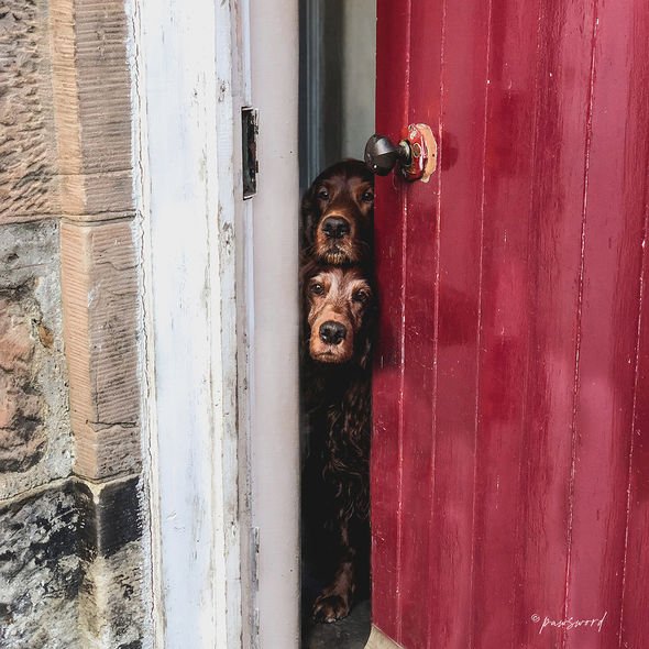Is it Safe to Come Out Yet? by Laura Kolbach