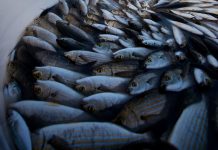 MMO issue over 2200 fishing vessel licences following UK and EU Trade and Cooperation Agreement