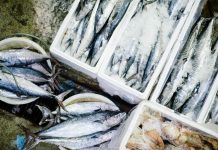 New financial support for the UK’s fishing businesses that export to the EU