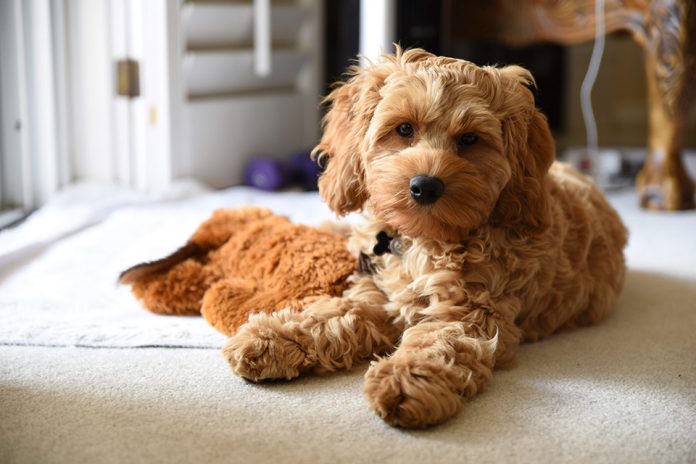 New standard tenancy agreement to help renters with well behaved pets