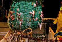 Post-Brexit bureaucratic chaos leaves tons of British fish rotting in French ports | UK | News (Reports)