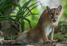 Pumas on the loose in Wales, investigators say after sheep killed with single bite | UK | News (Reports)