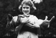 Queen news: How many dogs does the Queen have? | Royal | News (Reports)