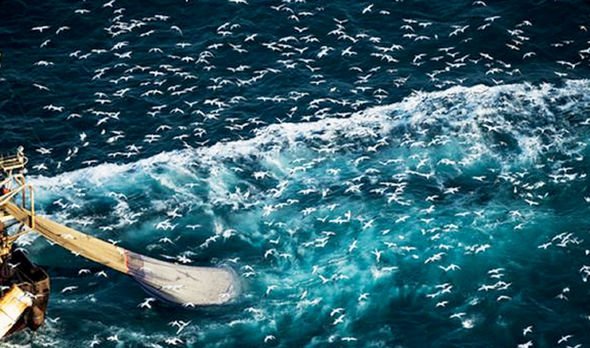 Supertrawler seagulls English Channel